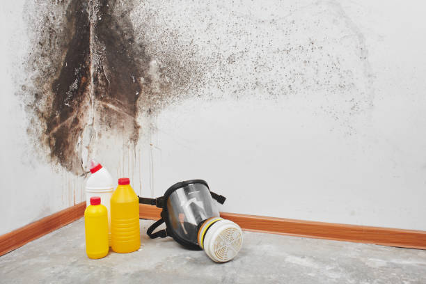 Best Professional Mold Removal  in Barker Heights, NC