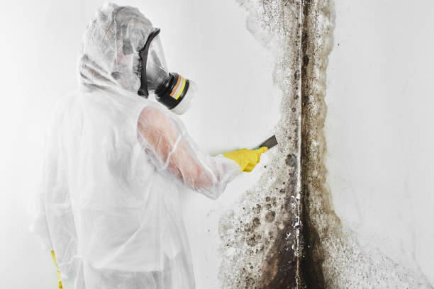 Best Black Mold Removal  in Barker Heights, NC
