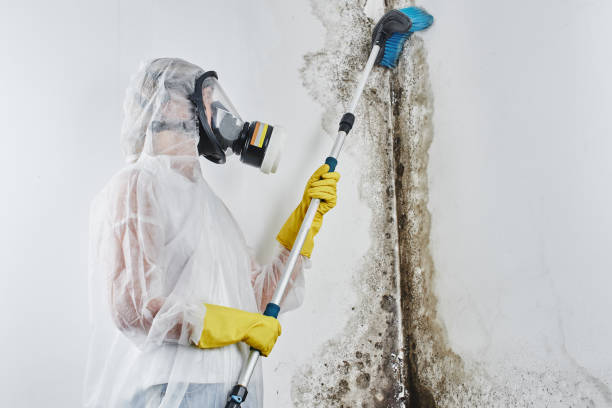 Best Mold Remediation Services  in Barker Heights, NC