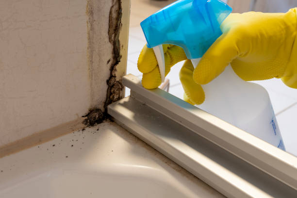 Best Emergency Mold Removal  in Barker Heights, NC