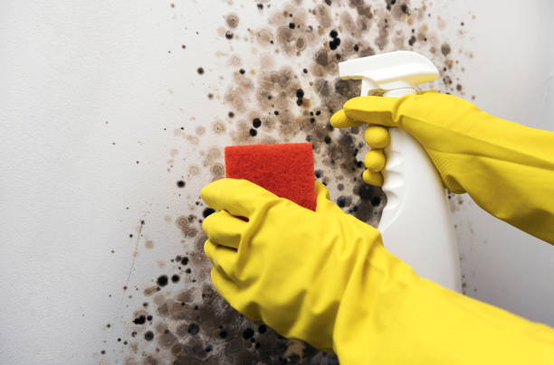 Reliable Barker Heights, NC Mold Removal Solutions