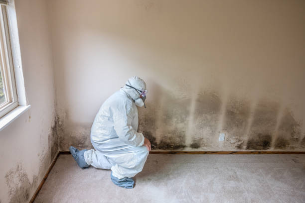 Best Home Mold Removal  in Barker Heights, NC